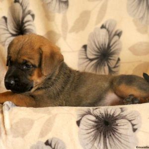 Gent, Cane Corso Mix Puppy