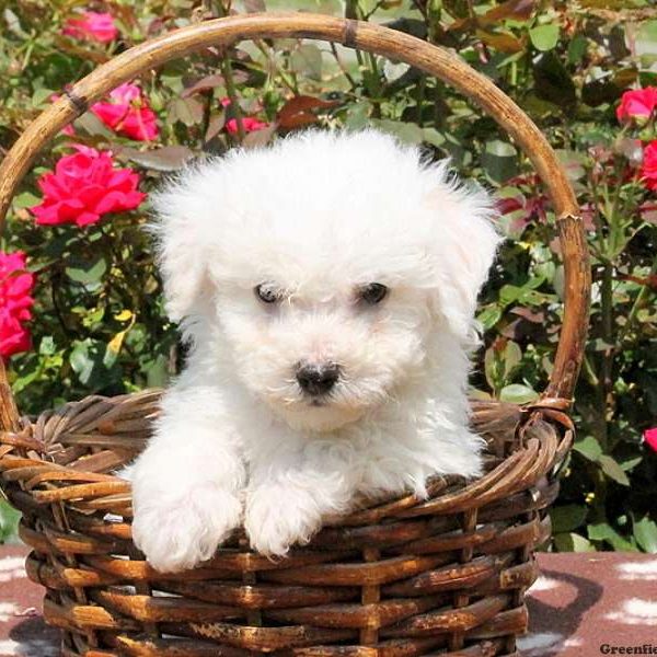 Geoff, Bichon Frise Puppy