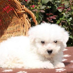 Geoff, Bichon Frise Puppy