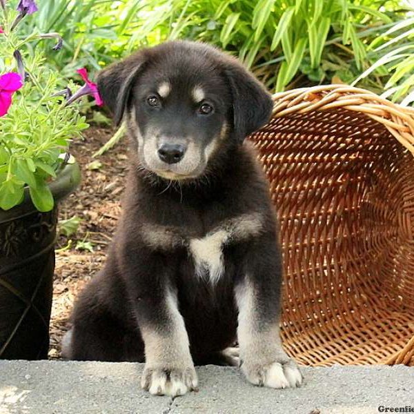 Georgia, Alaskan Malamute Mix Puppy