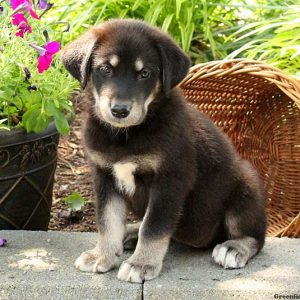 Georgia, Alaskan Malamute Mix Puppy