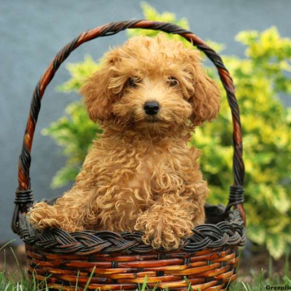 Georgie, Toy Poodle Puppy