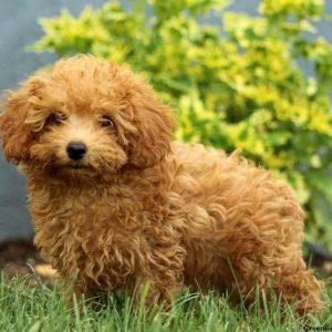 Georgie, Toy Poodle Puppy