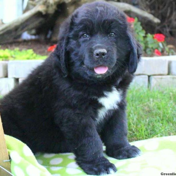 Gerald, Newfoundland Puppy