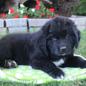 Gerald, Newfoundland Puppy