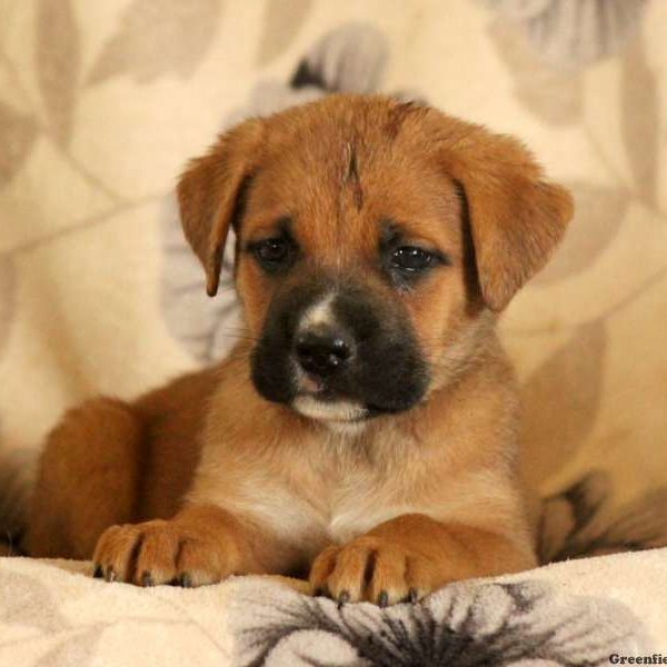 Gerdie, Cane Corso Mix Puppy