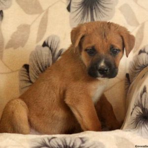 Gerdie, Cane Corso Mix Puppy