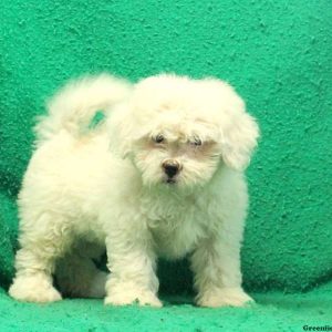 Gerdina, Lhasa-Chon Puppy