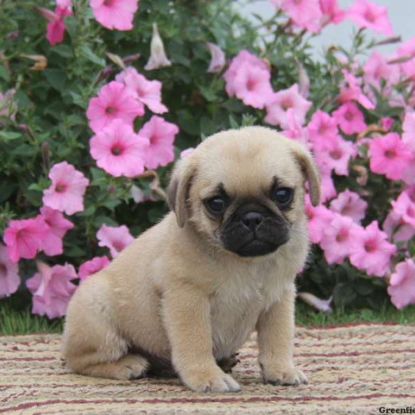 Gerry, Jug Puppy