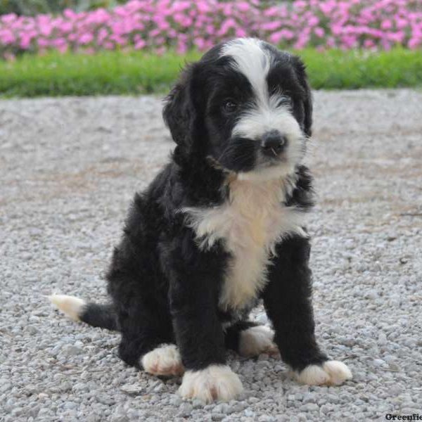 Ghandi, Bernedoodle Puppy