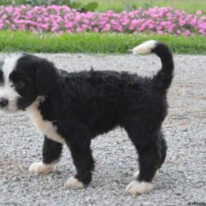 Ghandi, Bernedoodle Puppy