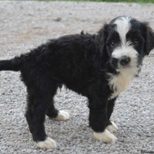 Ghandi, Bernedoodle Puppy