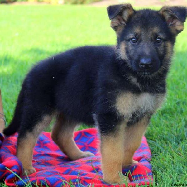 Gidget Joy, German Shepherd Puppy