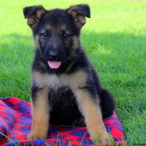 Gidget Joy, German Shepherd Puppy