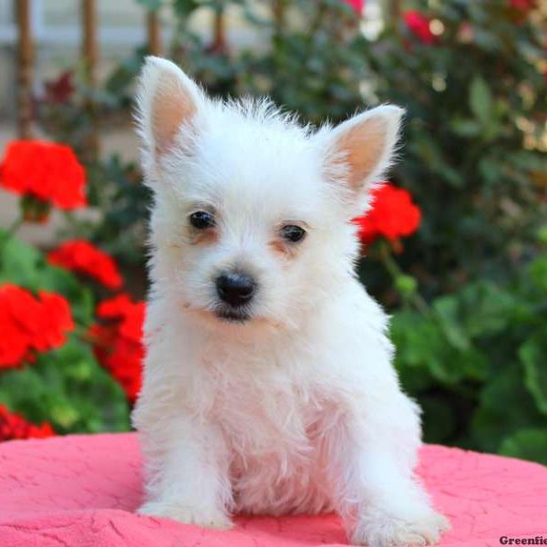 Gidget, West Highland Terrier Puppy