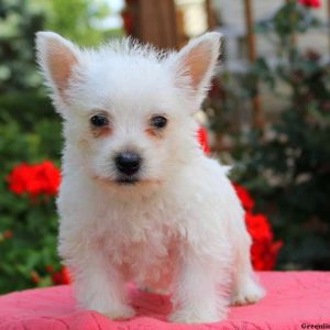 Gidget, West Highland Terrier Puppy