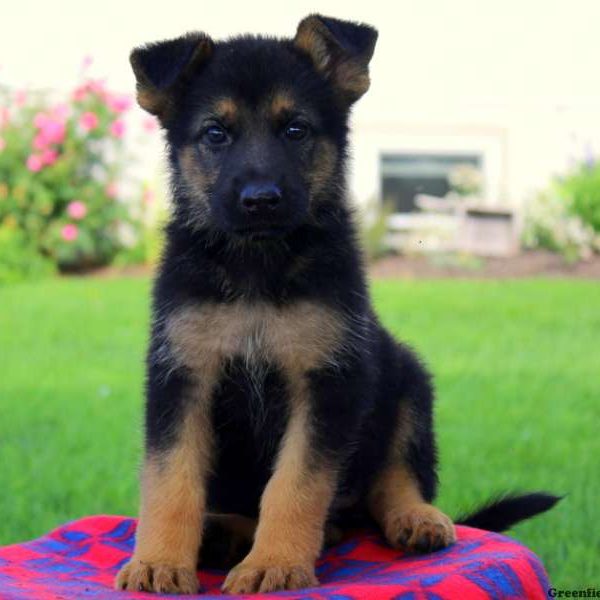 Gigi Lucy, German Shepherd Puppy