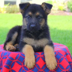 Gigi Lucy, German Shepherd Puppy