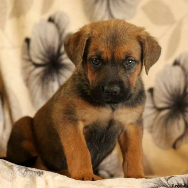 Gigi, Cane Corso Mix Puppy