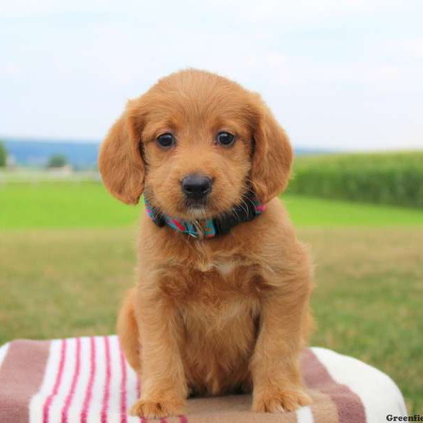 Gigi, Labradoodle-Miniature Puppy