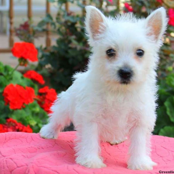 Gigi, West Highland Terrier Puppy