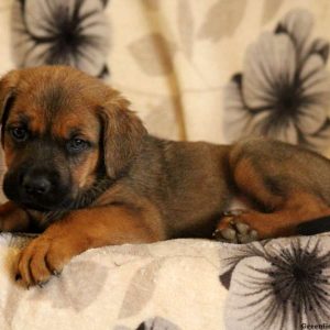 Gigi, Cane Corso Mix Puppy