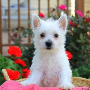 Gigi, West Highland Terrier Puppy