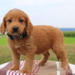 Gigi, Labradoodle-Miniature Puppy