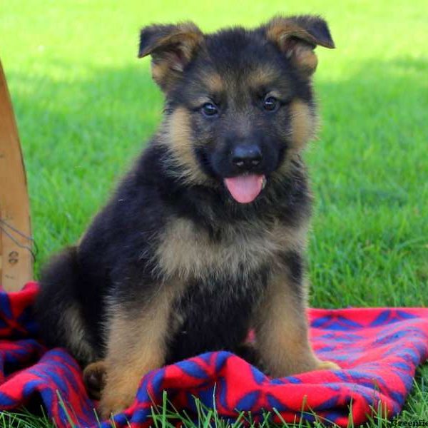 Gilbert John, German Shepherd Puppy