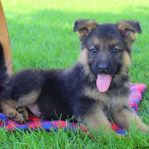 Gilbert John, German Shepherd Puppy