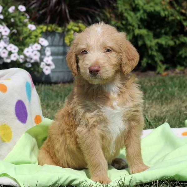 Gill, Labradoodle Puppy