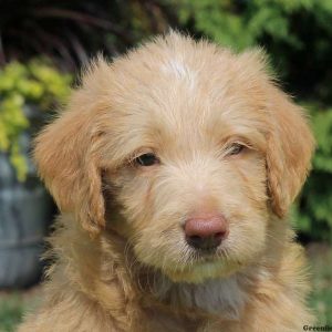 Gill, Labradoodle Puppy