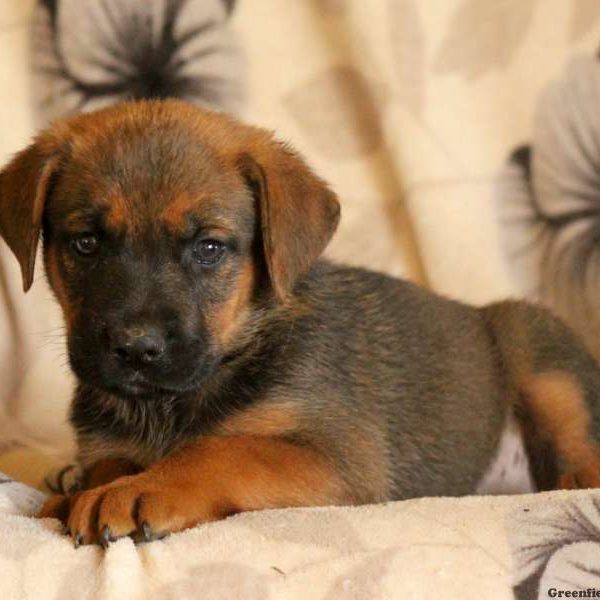 Gillian, Cane Corso Mix Puppy