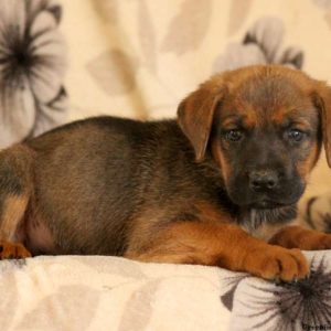 Gillian, Cane Corso Mix Puppy