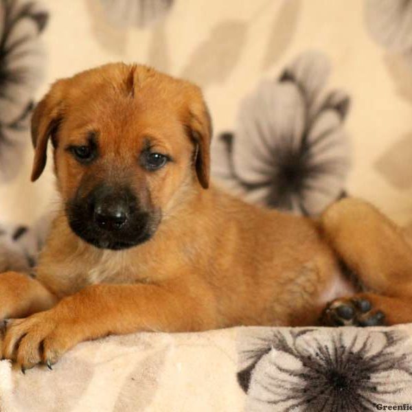 Gillmore, Cane Corso Mix Puppy