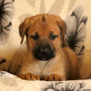 Gillmore, Cane Corso Mix Puppy