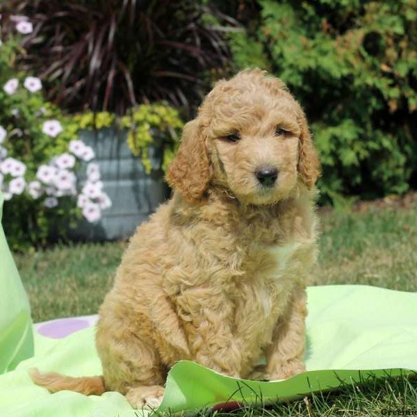 Gina, Labradoodle Puppy