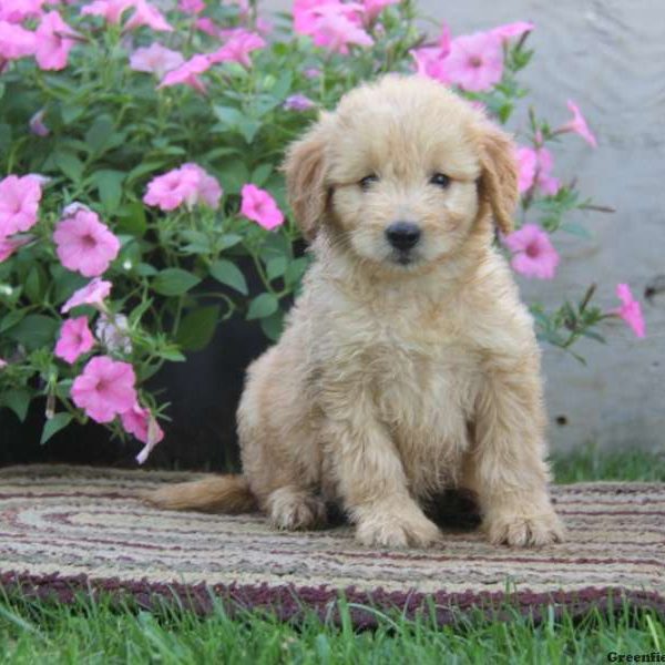 Gina, Goldendoodle-Miniature Puppy