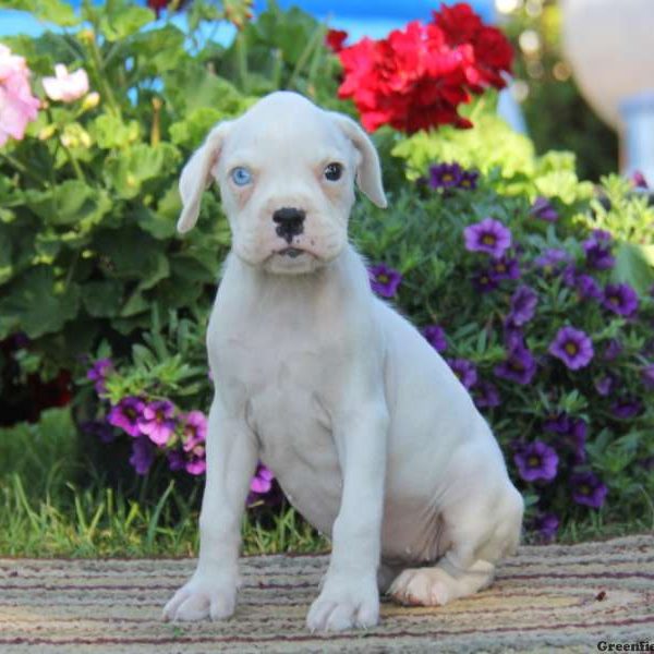 Gina, Boxer Puppy