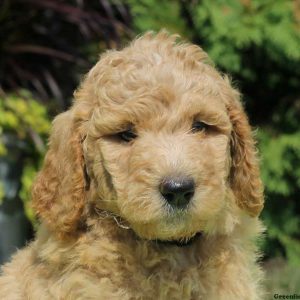 Gina, Labradoodle Puppy