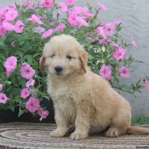 Gina, Goldendoodle-Miniature Puppy