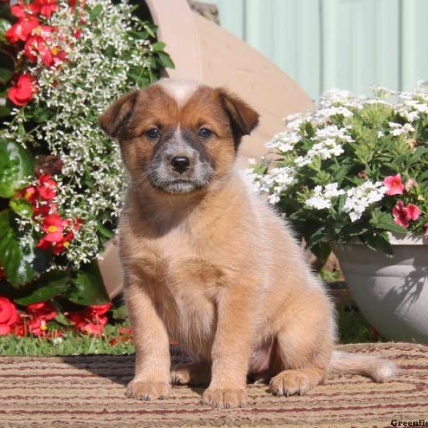 Ginger-Red Heeler, Blue Heeler – Australian Cattle Dog Puppy