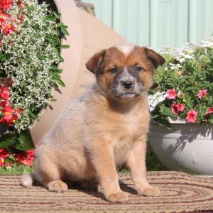 Ginger-Red Heeler, Blue Heeler – Australian Cattle Dog Puppy