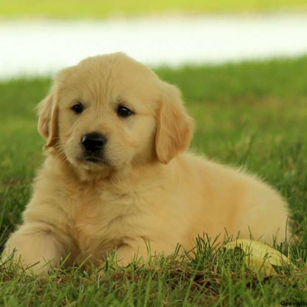 Ginger, Golden Retriever Puppy