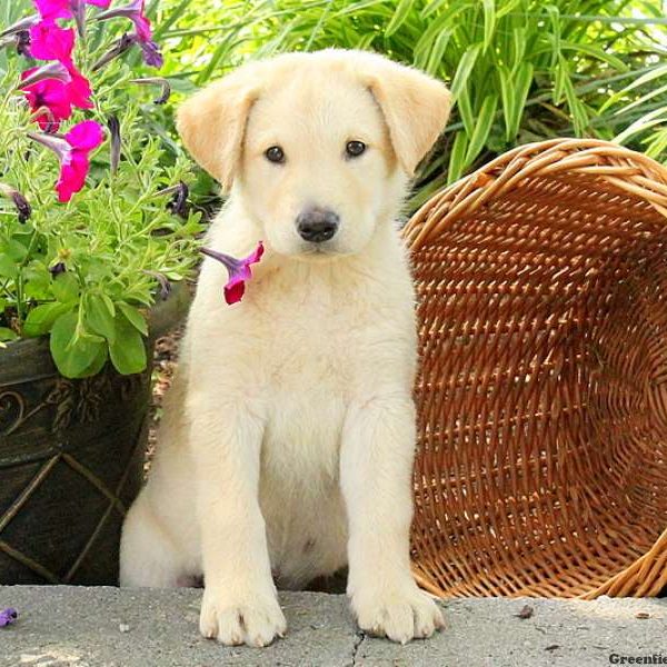 Ginger, Alaskan Malamute Mix Puppy