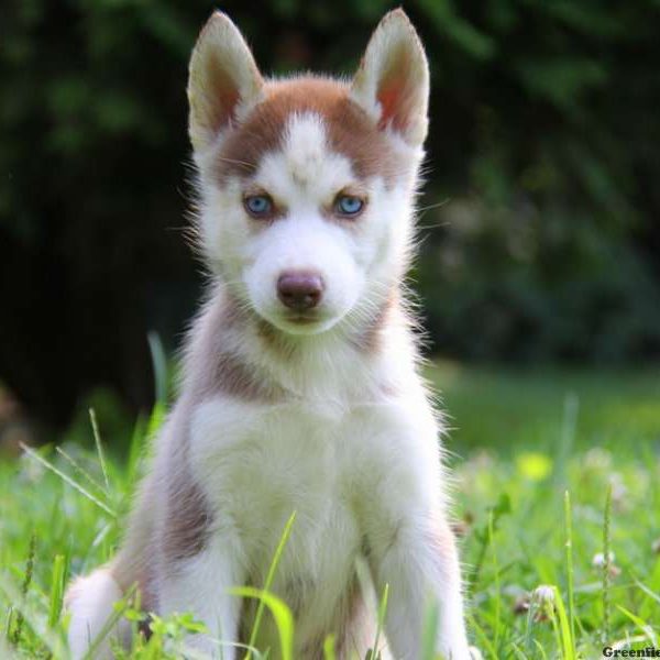 Ginger, Siberian Husky Puppy