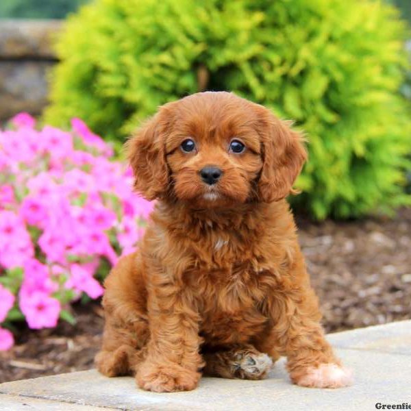 Ginger, Cavapoo Puppy