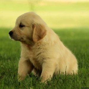 Ginger, Golden Retriever Puppy