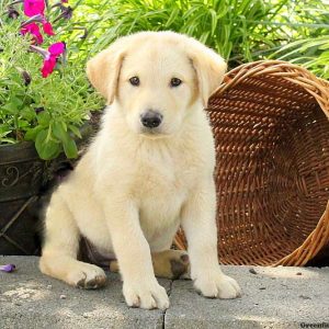 Ginger, Alaskan Malamute Mix Puppy