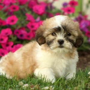 Ginger, Shichon / Teddy Bear Puppy